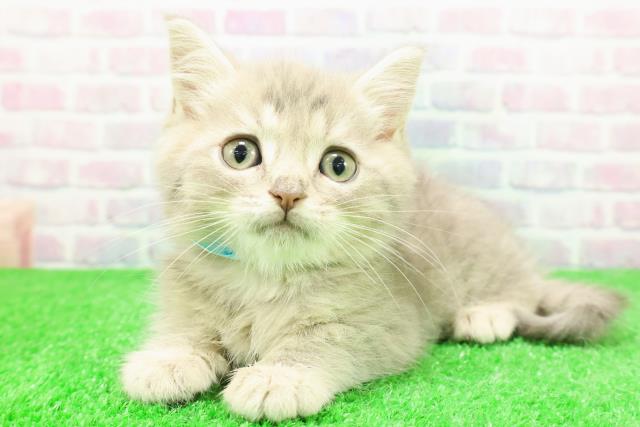 長野県のミヌエット (Coo&RIKU綿半上田店/2025年11月27日生まれ/男の子/ブルータビー)の子猫の2枚目の画像