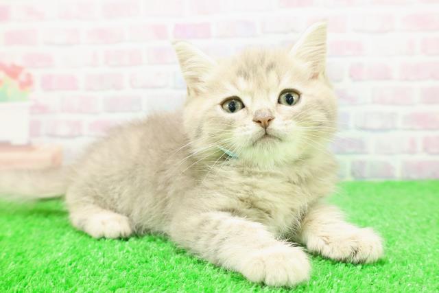 長野県のミヌエット (Coo&RIKU綿半上田店/2025年11月27日生まれ/男の子/ブルータビー)の子猫の3枚目の画像