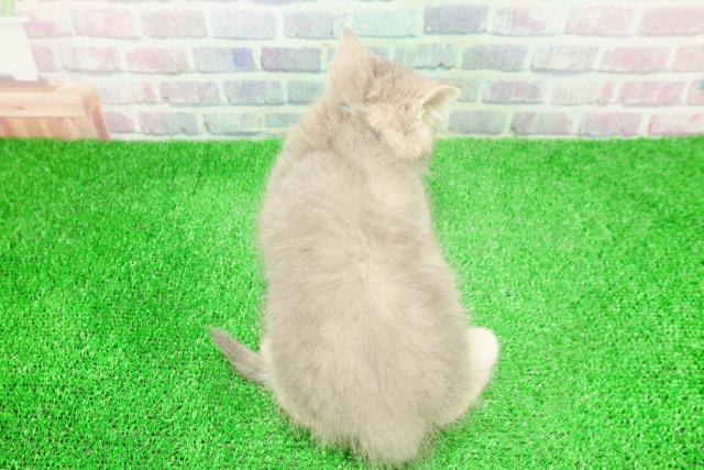 長野県のミヌエット (Coo&RIKU綿半上田店/2025年11月27日生まれ/男の子/ブルータビー)の子猫の4枚目の画像