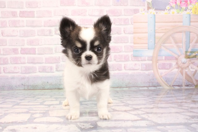 大阪府のチワワ(ロング) (Coo&RIKU枚方店/2025年11月25日生まれ/男の子/ホワイトブラックタン)の子犬の1枚目の画像