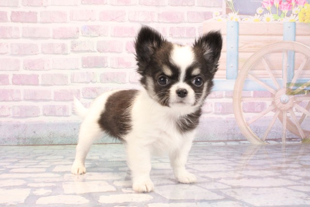 大阪府のチワワ(ロング) (Coo&RIKU枚方店/2025年11月25日生まれ/男の子/ホワイトブラックタン)の子犬の2枚目の画像