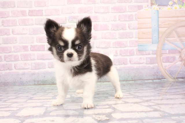 大阪府のチワワ(ロング) (Coo&RIKU枚方店/2025年11月25日生まれ/男の子/ホワイトブラックタン)の子犬の3枚目の画像