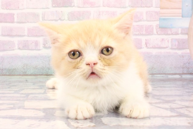 滋賀県のミヌエット (Coo&RIKU東近江店/2025年11月26日生まれ/男の子/クリームホワイト)の子猫の1枚目の画像