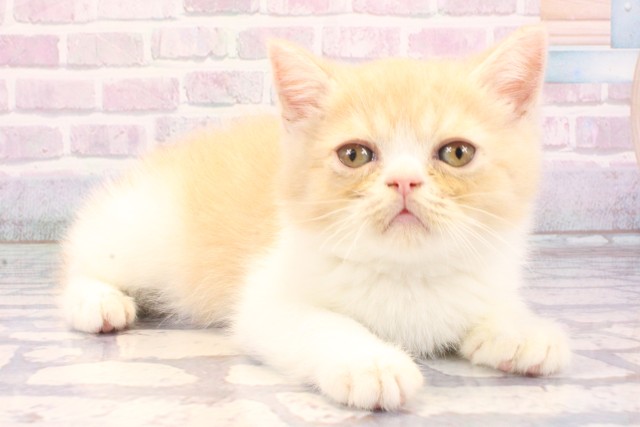 滋賀県のミヌエット (Coo&RIKU東近江店/2025年11月26日生まれ/男の子/クリームホワイト)の子猫の2枚目の画像