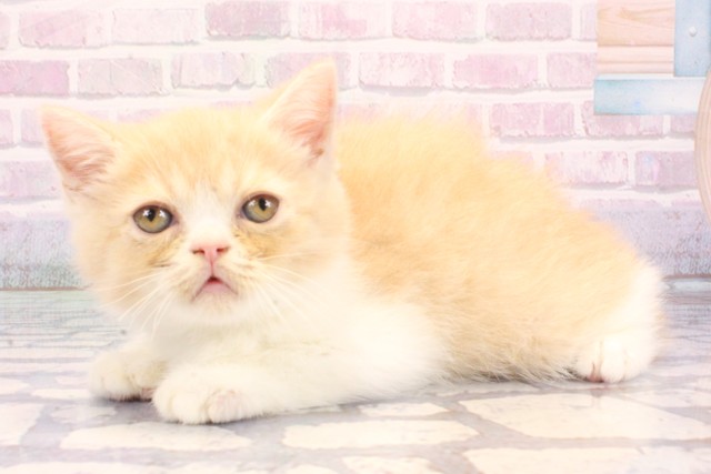 滋賀県のミヌエット (Coo&RIKU東近江店/2025年11月26日生まれ/男の子/クリームホワイト)の子猫の3枚目の画像