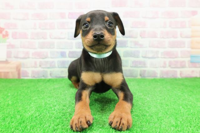 北海道のミニチュアピンシャー (Coo&RIKU旭川店/2025年12月1日生まれ/男の子/ブラックタン)の子犬の1枚目の画像