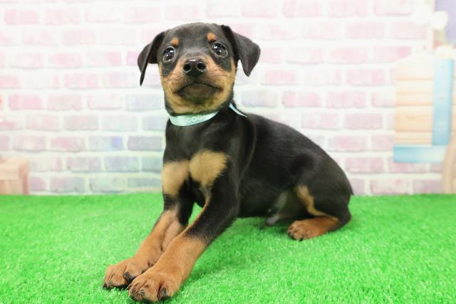 北海道のミニチュアピンシャー (Coo&RIKU旭川店/2025年12月1日生まれ/男の子/ブラックタン)の子犬の2枚目の画像