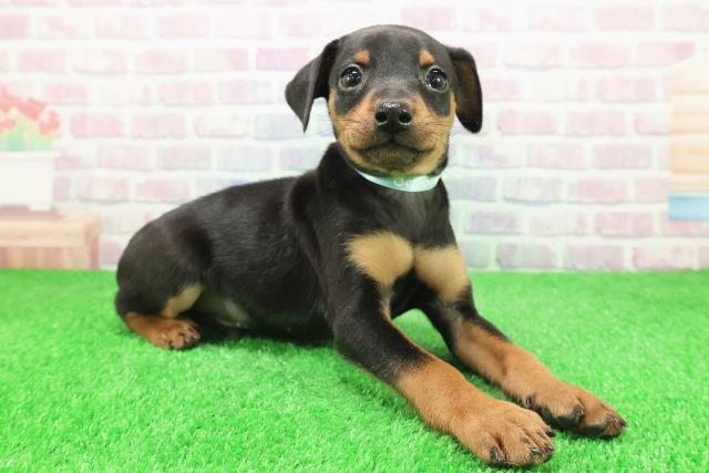 北海道のミニチュアピンシャー (Coo&RIKU旭川店/2025年12月1日生まれ/男の子/ブラックタン)の子犬の3枚目の画像