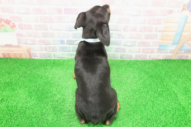 北海道のミニチュアピンシャー (Coo&RIKU旭川店/2025年12月1日生まれ/男の子/ブラックタン)の子犬の4枚目の画像