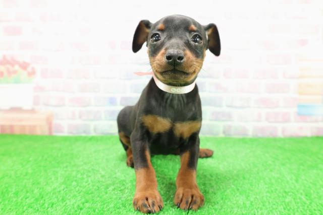 北海道のミニチュアピンシャー (Coo&RIKU帯広店/2025年12月1日生まれ/女の子/ブラックタン)の子犬の1枚目の画像