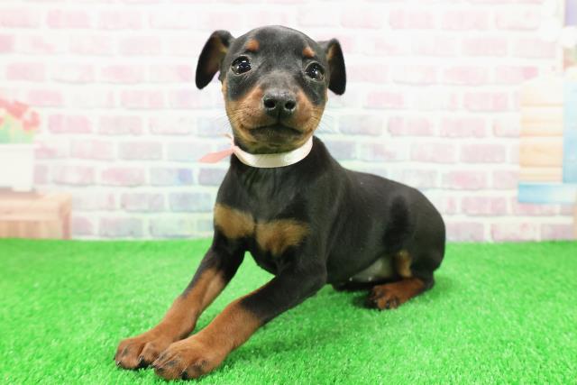 北海道のミニチュアピンシャー (Coo&RIKU帯広店/2025年12月1日生まれ/女の子/ブラックタン)の子犬の2枚目の画像