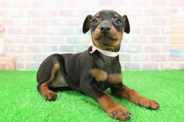 北海道のミニチュアピンシャー (Coo&RIKU帯広店/2025年12月1日生まれ/女の子/ブラックタン)の子犬の3枚目の画像