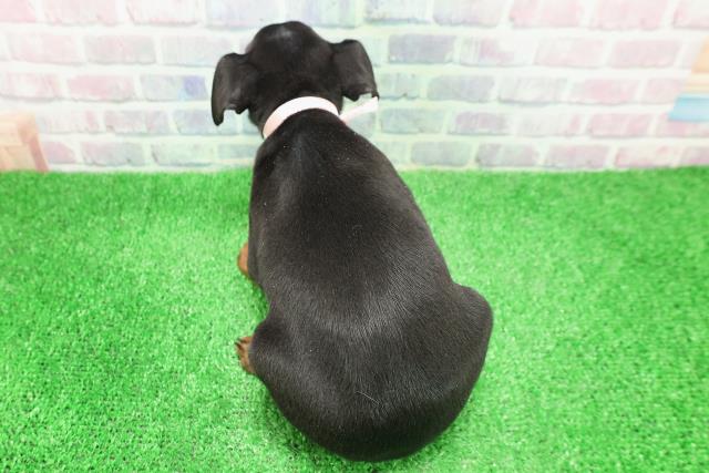 北海道のミニチュアピンシャー (Coo&RIKU帯広店/2025年12月1日生まれ/女の子/ブラックタン)の子犬の4枚目の画像