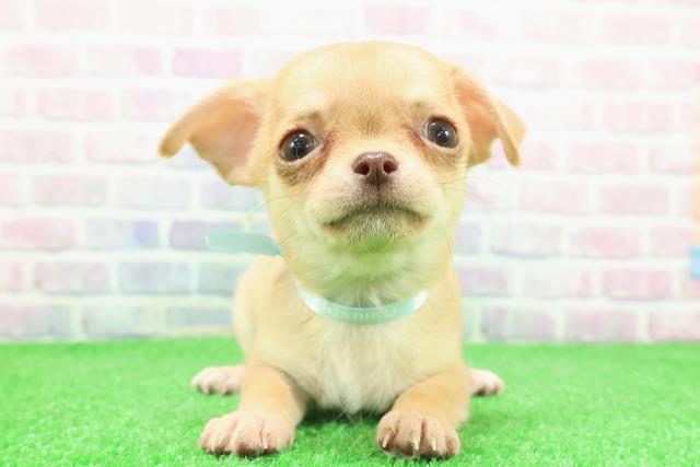 岩手県のチワワ(スムース) (Coo&RIKU岩手盛岡店/2025年11月29日生まれ/男の子/レッド)の子犬の1枚目の画像