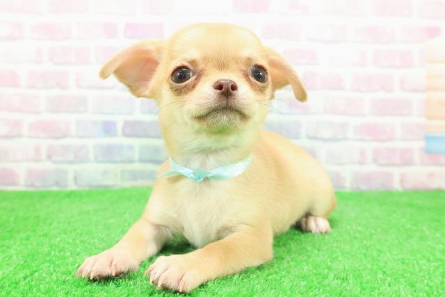 岩手県のチワワ(スムース) (Coo&RIKU岩手盛岡店/2025年11月29日生まれ/男の子/レッド)の子犬の2枚目の画像