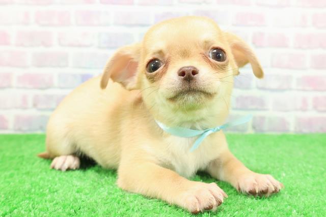 岩手県のチワワ(スムース) (Coo&RIKU岩手盛岡店/2025年11月29日生まれ/男の子/レッド)の子犬の3枚目の画像