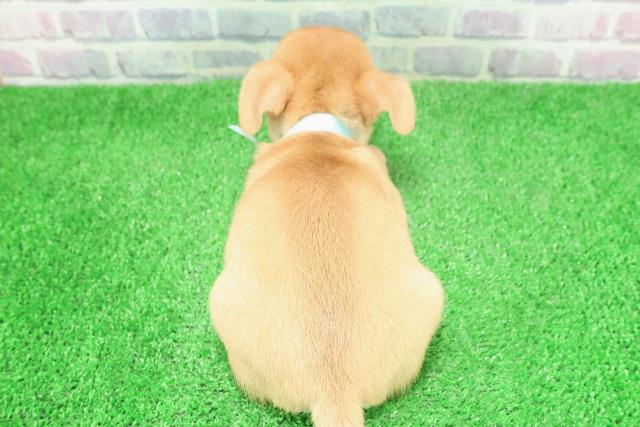 岩手県のチワワ(スムース) (Coo&RIKU岩手盛岡店/2025年11月29日生まれ/男の子/レッド)の子犬の4枚目の画像