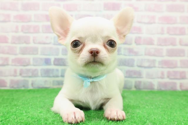 宮城県のチワワ(スムース) (Coo&RIKU仙台太白店/2025年11月29日生まれ/男の子/ホワイト)の子犬の1枚目の画像