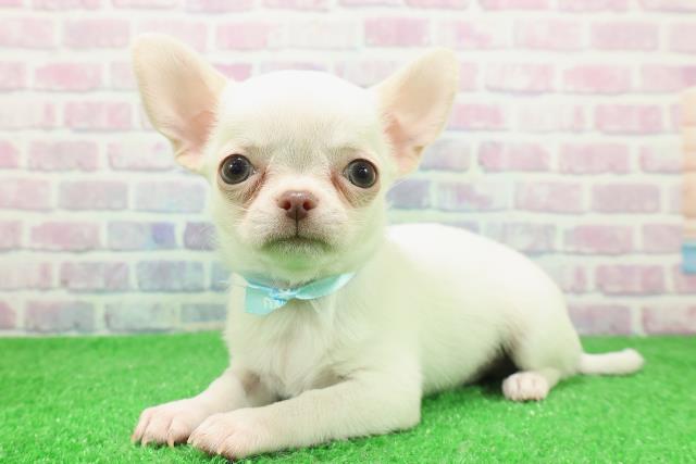 宮城県のチワワ(スムース) (Coo&RIKU仙台太白店/2025年11月29日生まれ/男の子/ホワイト)の子犬の2枚目の画像