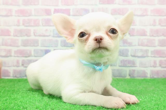 宮城県のチワワ(スムース) (Coo&RIKU仙台太白店/2025年11月29日生まれ/男の子/ホワイト)の子犬の3枚目の画像