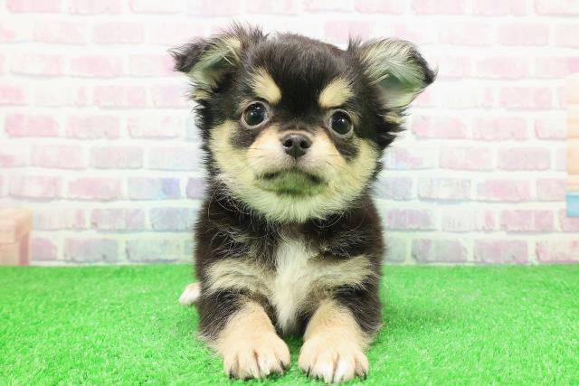 青森県のチワワ(ロング) (Coo&RIKU弘前店/2025年11月21日生まれ/男の子/ブラックタン)の子犬の1枚目の画像