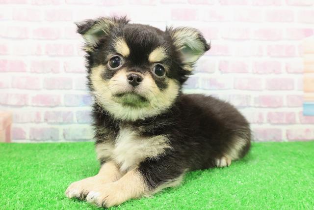 青森県のチワワ(ロング) (Coo&RIKU弘前店/2025年11月21日生まれ/男の子/ブラックタン)の子犬の2枚目の画像