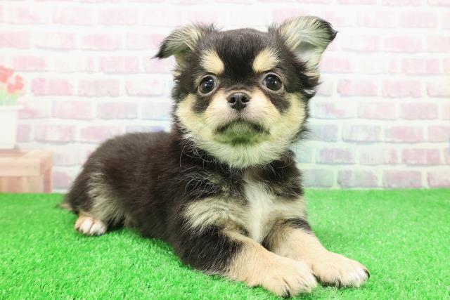 青森県のチワワ(ロング) (Coo&RIKU弘前店/2025年11月21日生まれ/男の子/ブラックタン)の子犬の3枚目の画像