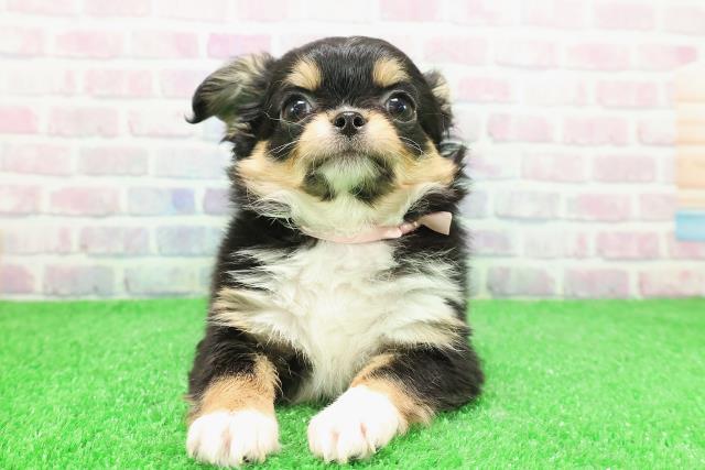 宮城県のチワワ(ロング) (Coo&RIKU仙台太白店/2025年11月21日生まれ/女の子/ブラックタン)の子犬の1枚目の画像