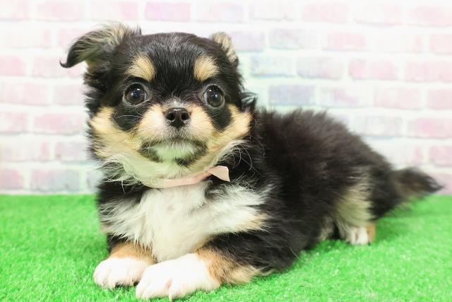 宮城県のチワワ(ロング) (Coo&RIKU仙台太白店/2025年11月21日生まれ/女の子/ブラックタン)の子犬の2枚目の画像