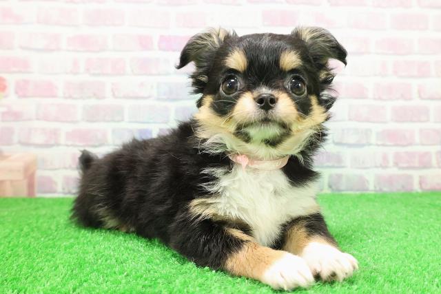 宮城県のチワワ(ロング) (Coo&RIKU仙台太白店/2025年11月21日生まれ/女の子/ブラックタン)の子犬の3枚目の画像