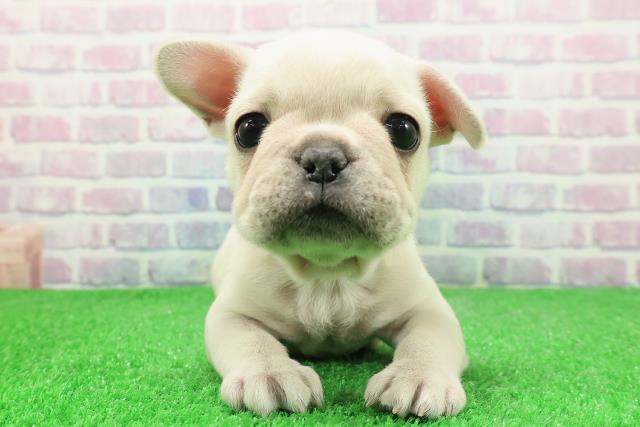 フレンチブルドッグ