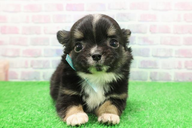 茨城県のチワワ(ロング) (Coo&RIKU水戸店/2025年11月25日生まれ/男の子/ブラックタンホワイト)の子犬