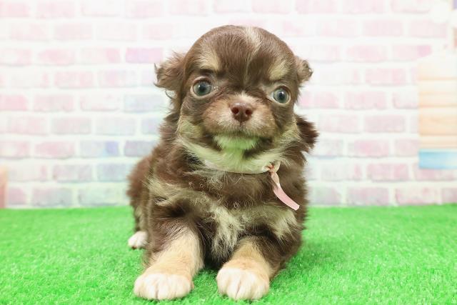 福島県のチワワ(ロング) (Coo&RIKUいわき店/2025年11月25日生まれ/女の子/チョコレートタンホワイト)の子犬の1枚目の画像