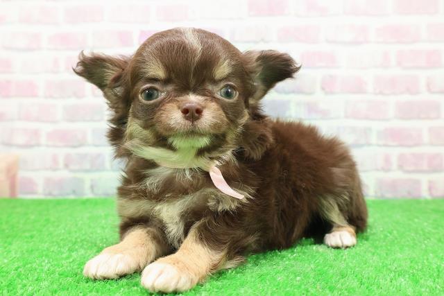 福島県のチワワ(ロング) (Coo&RIKUいわき店/2025年11月25日生まれ/女の子/チョコレートタンホワイト)の子犬の2枚目の画像