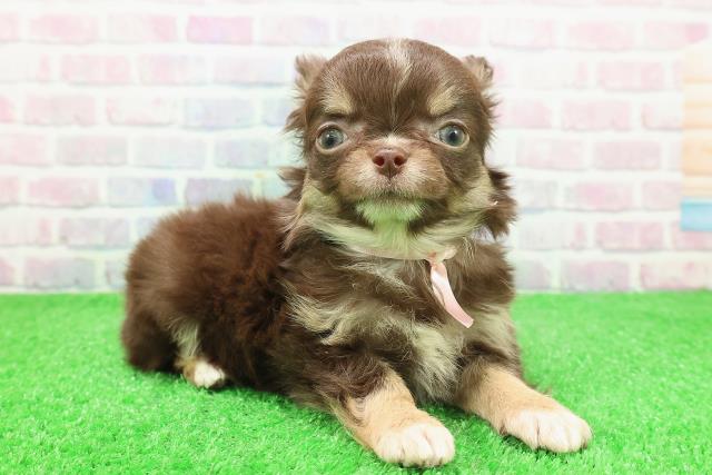 福島県のチワワ(ロング) (Coo&RIKUいわき店/2025年11月25日生まれ/女の子/チョコレートタンホワイト)の子犬の3枚目の画像