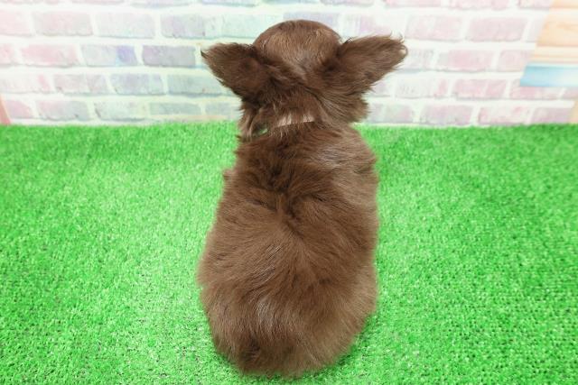 福島県のチワワ(ロング) (Coo&RIKUいわき店/2025年11月25日生まれ/女の子/チョコレートタンホワイト)の子犬の4枚目の画像