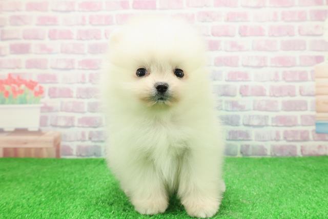 新潟県のポメラニアン (Coo&RIKU新潟東店/2025年11月30日生まれ/男の子/クリーム)の子犬の1枚目の画像