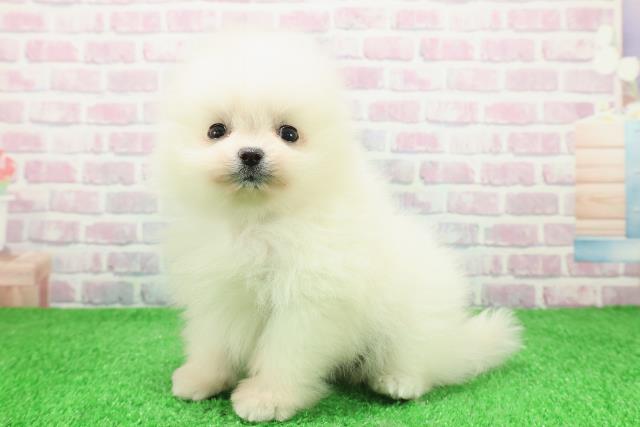 新潟県のポメラニアン (Coo&RIKU新潟東店/2025年11月30日生まれ/男の子/クリーム)の子犬の2枚目の画像