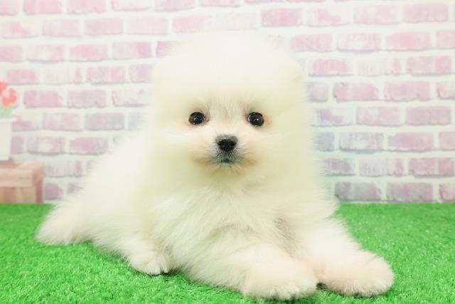 新潟県のポメラニアン (Coo&RIKU新潟東店/2025年11月30日生まれ/男の子/クリーム)の子犬の3枚目の画像