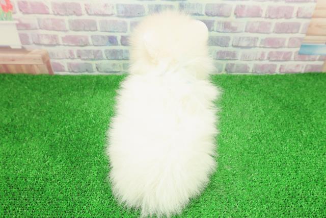 新潟県のポメラニアン (Coo&RIKU新潟東店/2025年11月30日生まれ/男の子/クリーム)の子犬の4枚目の画像