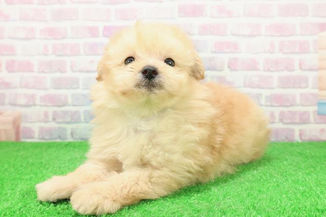 宮城県のポメプー(ポメラニアン×プードル) (Coo&RIKU仙台太白店/2025年12月2日生まれ/男の子/アプリコット)の子犬の2枚目の画像