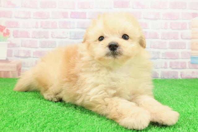 宮城県のポメプー(ポメラニアン×プードル) (Coo&RIKU仙台太白店/2025年12月2日生まれ/男の子/アプリコット)の子犬の3枚目の画像