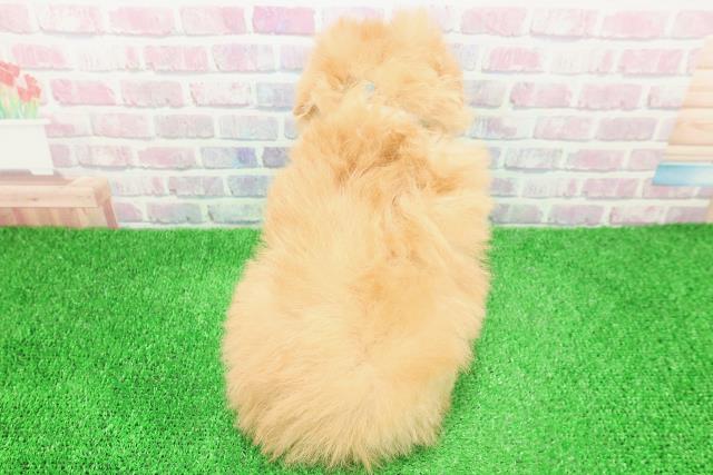 宮城県のポメプー(ポメラニアン×プードル) (Coo&RIKU仙台太白店/2025年12月2日生まれ/男の子/アプリコット)の子犬の4枚目の画像