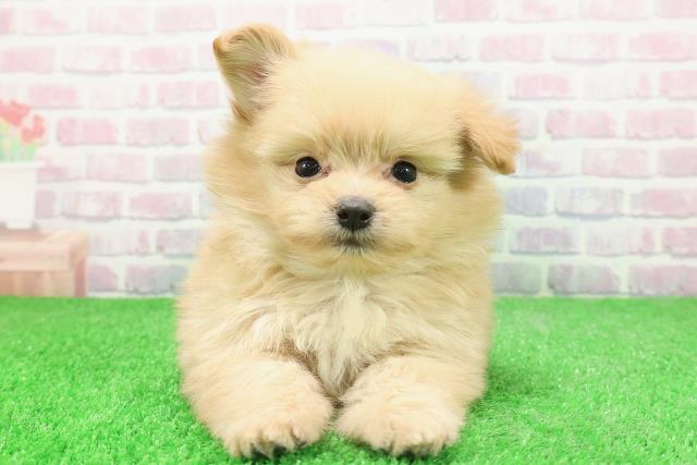 福島県のポメプー(ポメラニアン×プードル) (Coo&RIKU福島店/2025年12月2日生まれ/男の子/アプリコット)の子犬の1枚目の画像