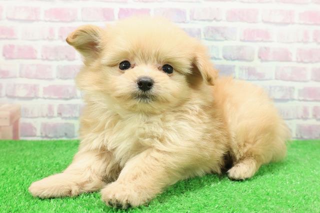 福島県のポメプー(ポメラニアン×プードル) (Coo&RIKU福島店/2025年12月2日生まれ/男の子/アプリコット)の子犬の2枚目の画像