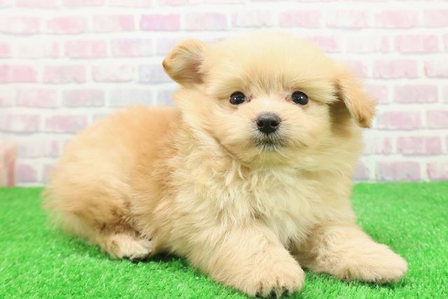 福島県のポメプー(ポメラニアン×プードル) (Coo&RIKU福島店/2025年12月2日生まれ/男の子/アプリコット)の子犬の3枚目の画像