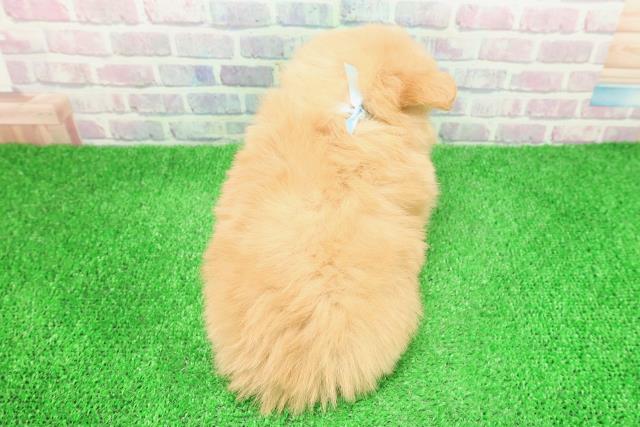 福島県のポメプー(ポメラニアン×プードル) (Coo&RIKU福島店/2025年12月2日生まれ/男の子/アプリコット)の子犬の4枚目の画像