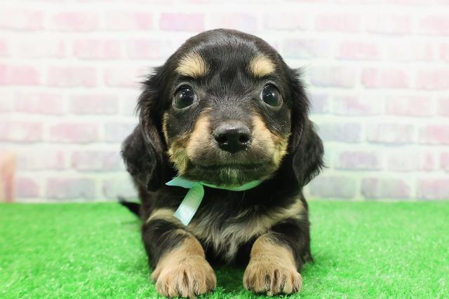 新潟県のチワックス(チワワ×ダックス) (Coo&RIKU新潟西店/2025年12月1日生まれ/男の子/ブラックタン)の子犬