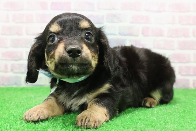 新潟県のチワックス(チワワ×ダックス) (Coo&RIKU新潟西店/2025年12月1日生まれ/男の子/ブラックタン)の子犬の2枚目の画像