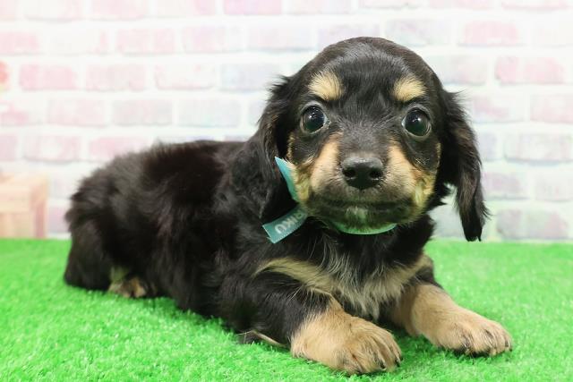 新潟県のチワックス(チワワ×ダックス) (Coo&RIKU新潟西店/2025年12月1日生まれ/男の子/ブラックタン)の子犬の3枚目の画像